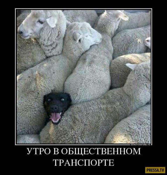 Работа не волк