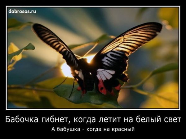 Шутки про бабочек