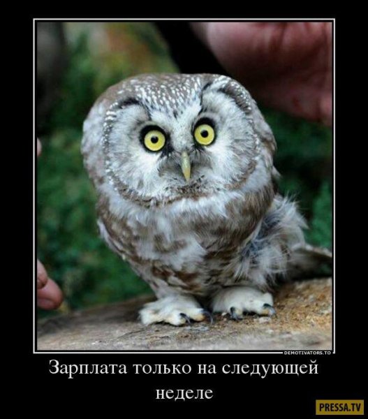 Сова демотиватор