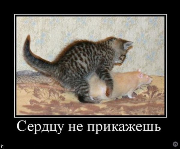 Демотиваторы с матом