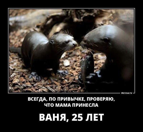 Демотиватор дизайн