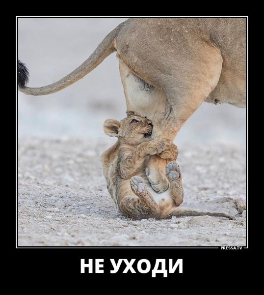 Демотиваторы про девственность