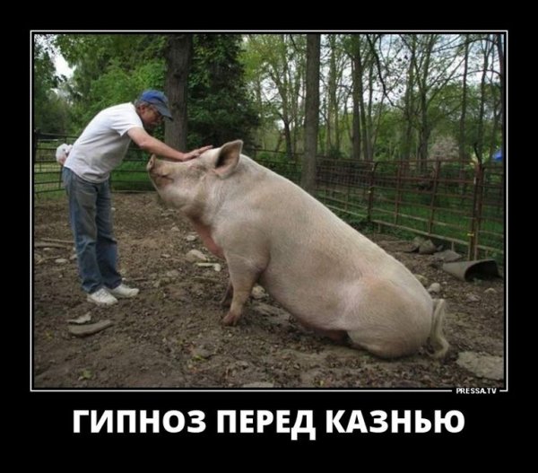 Демотиваторы смешные