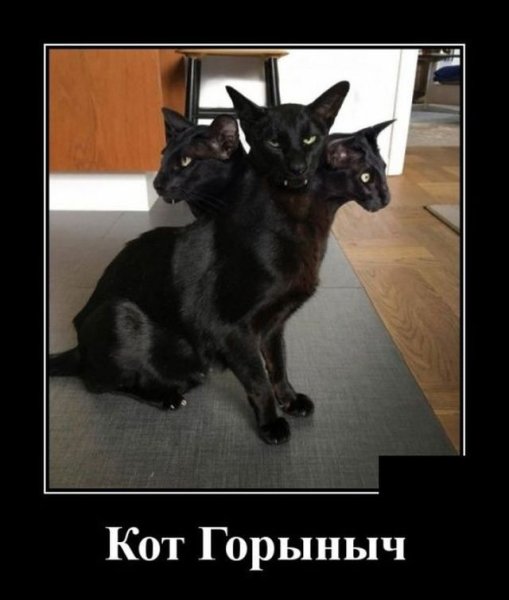 Самые смешные демотиваторы обо всём