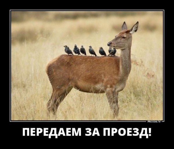 Демотиваторы +21