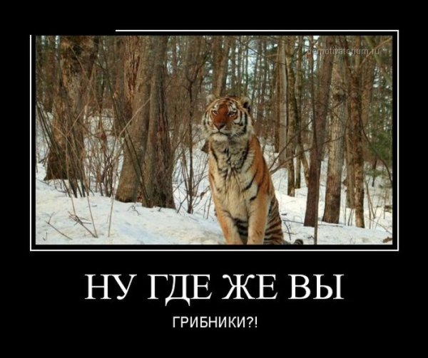 Слабый пол демотиватор
