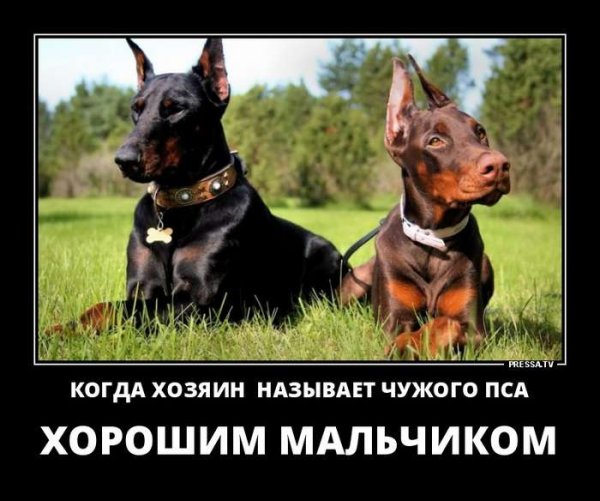 Фотоприколы и демотиваторы
