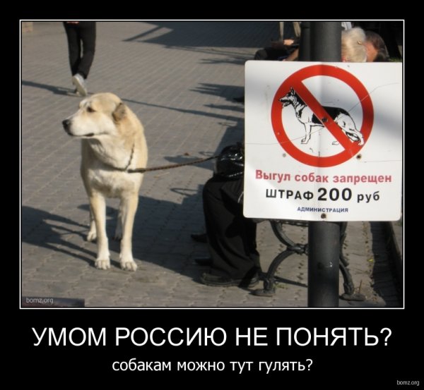 Умом Россию не понять
