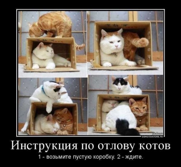 Коты демотиваторы
