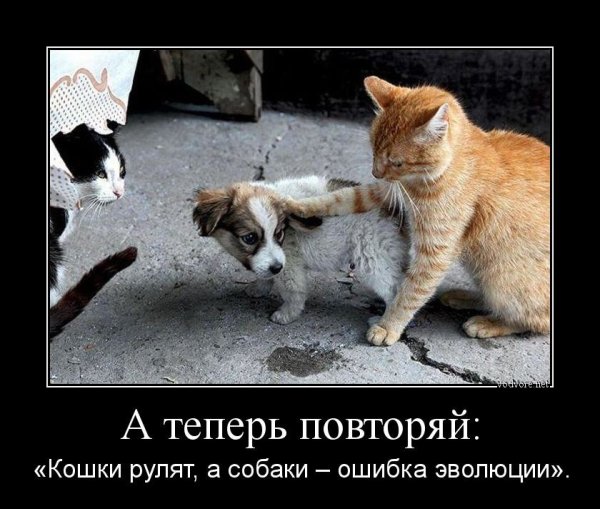 Демотиваторы кошки