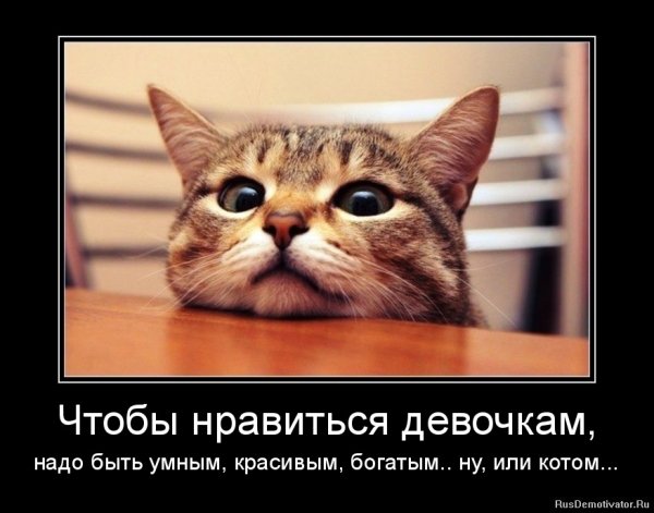 Демотиваторы про котов