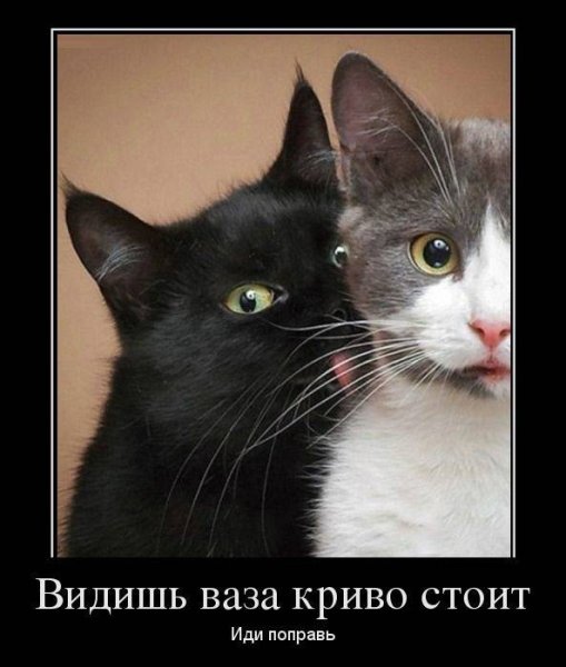 Котики демотиваторы