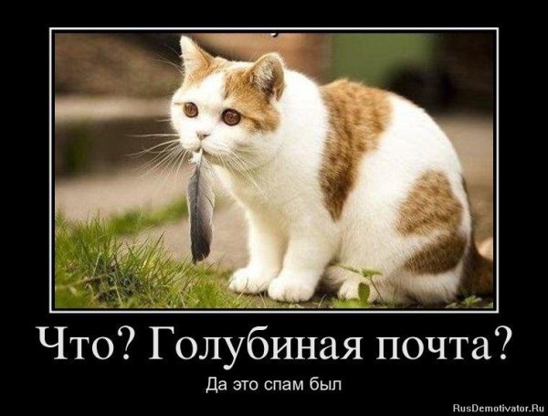 Котики демотиваторы