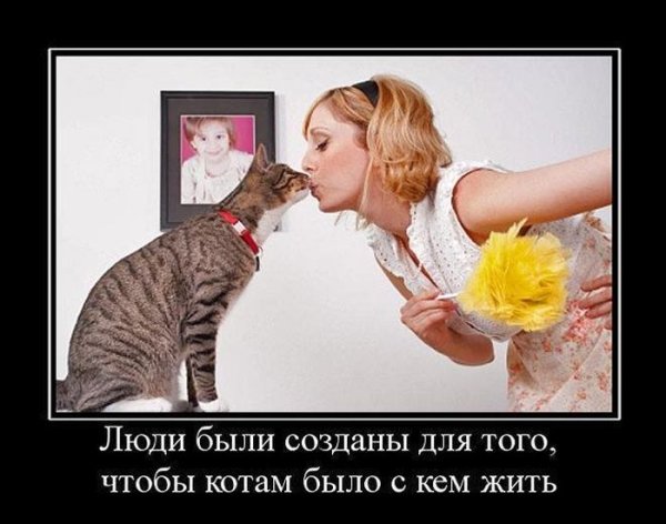 Коты демотиваторы