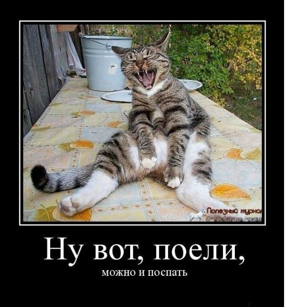 Демотиваторы с котами прикольные