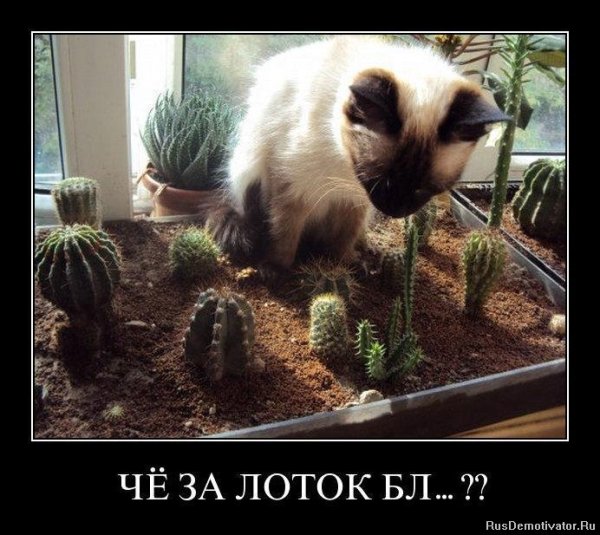 Кот демотиватор
