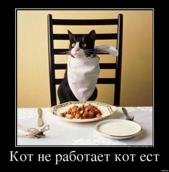 Демотиваторы с котами прикольные