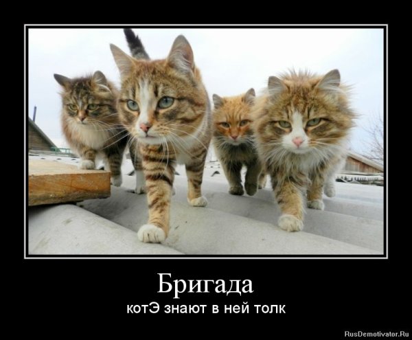 Котики демотиваторы