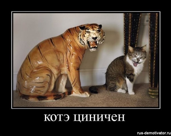 Котэ демотиваторы смешные