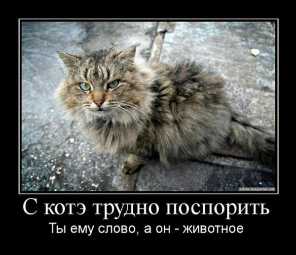 Котики демотиваторы