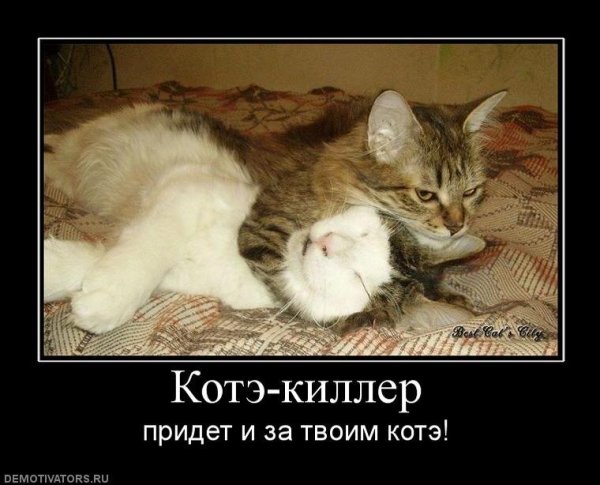 Котята демотиваторы