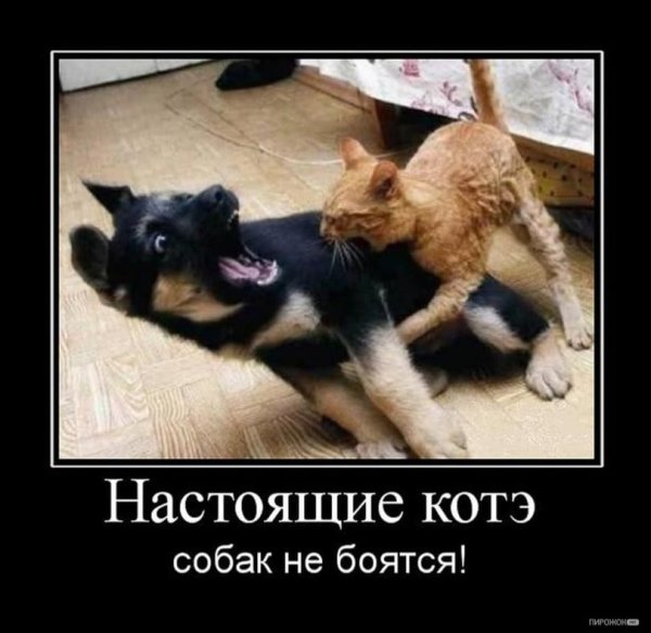 Енот демотиватор