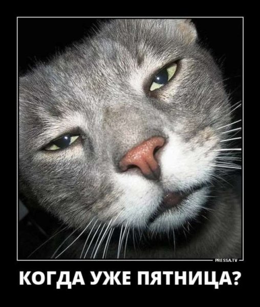 Демотиваторы про котов