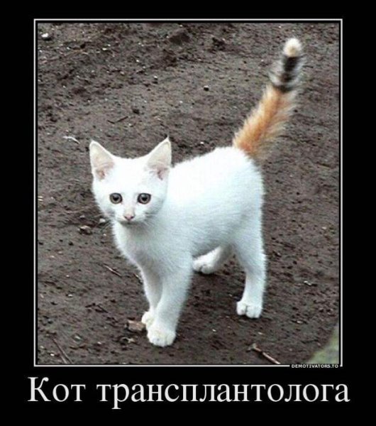 Демотиваторы смешные
