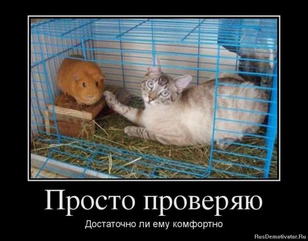 Котики прикольные демотиваторы