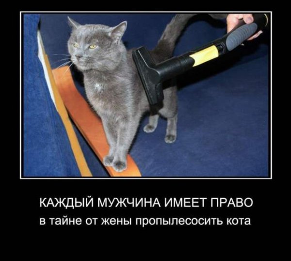 Демотиваторы про котов