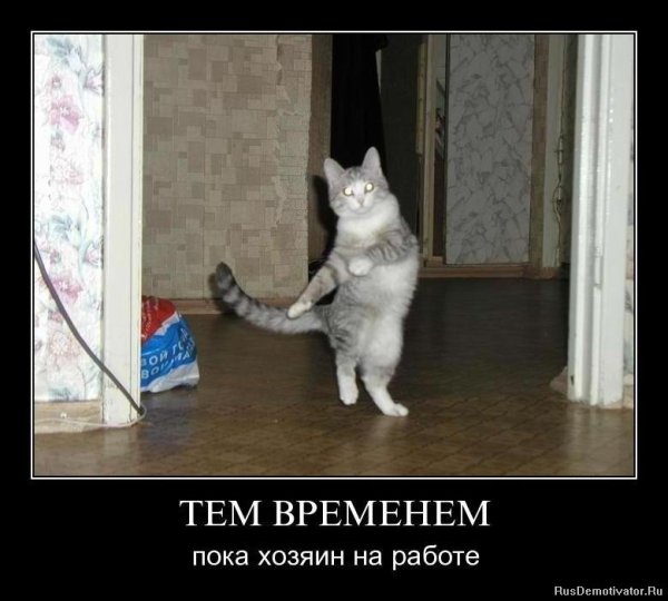 Демотиваторы кошки
