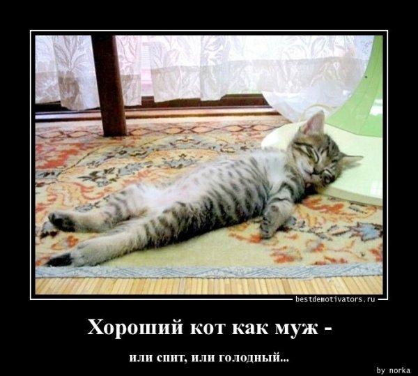 Демотиваторы с котами прикольные