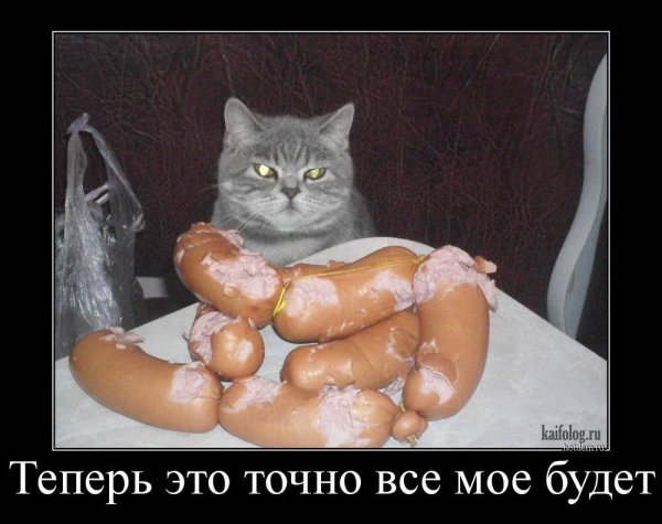 Коты демотиваторы приколы