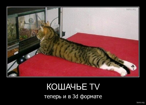 Котята демотиваторы