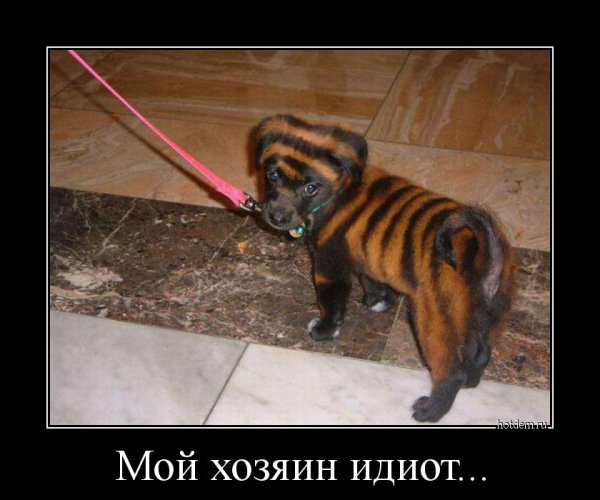 Женщина за рулём приколы