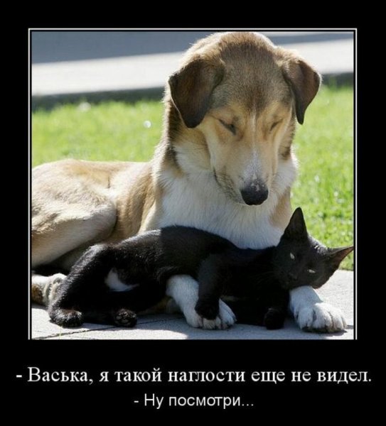 Приколы с животными демотиваторы