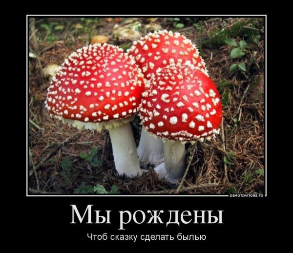 Демотиваторы про сказки