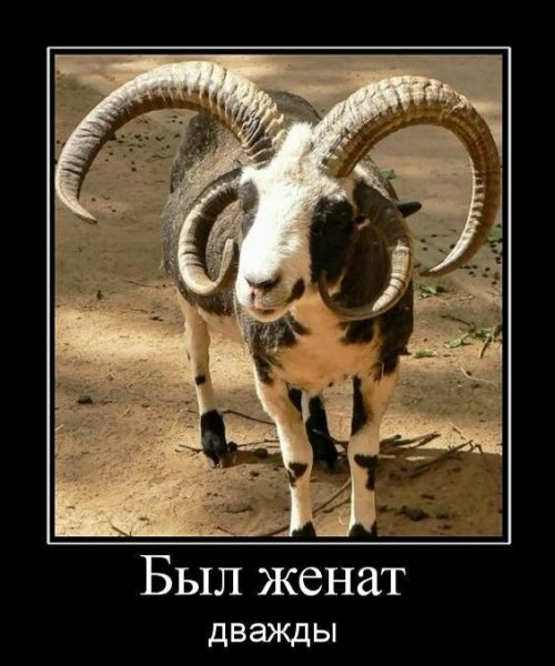 Козлы прикол