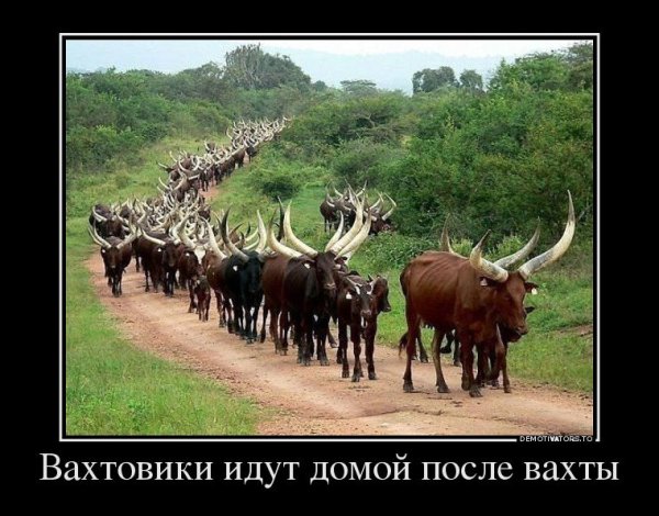 Вахтовики возвращаются домой