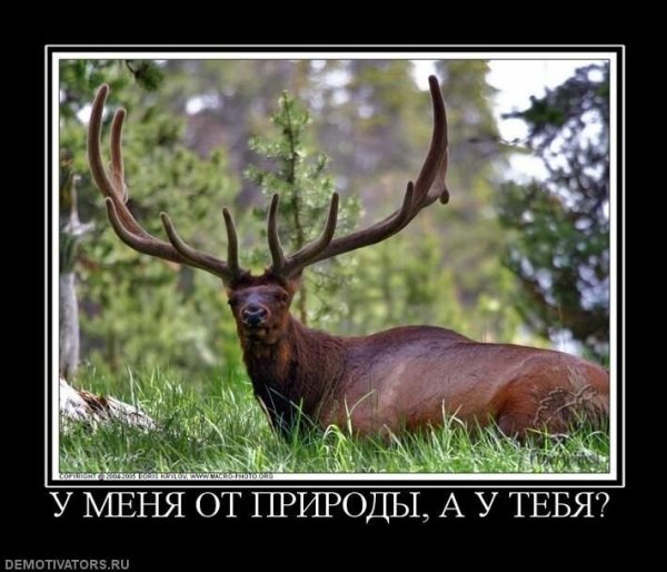Олень прикол