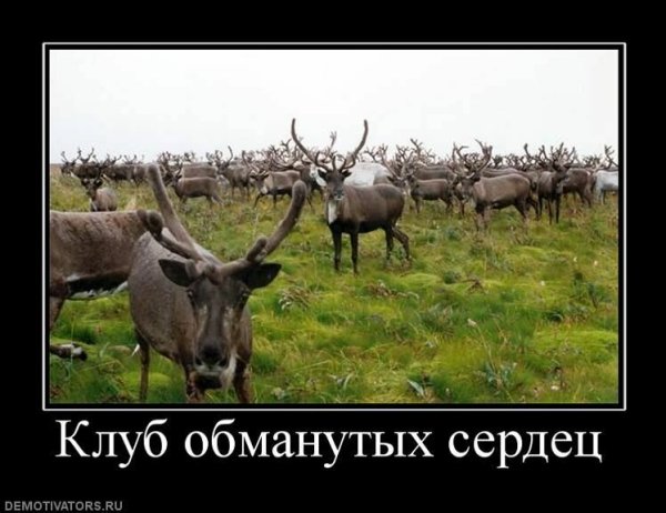 Смешные шутки про оленей