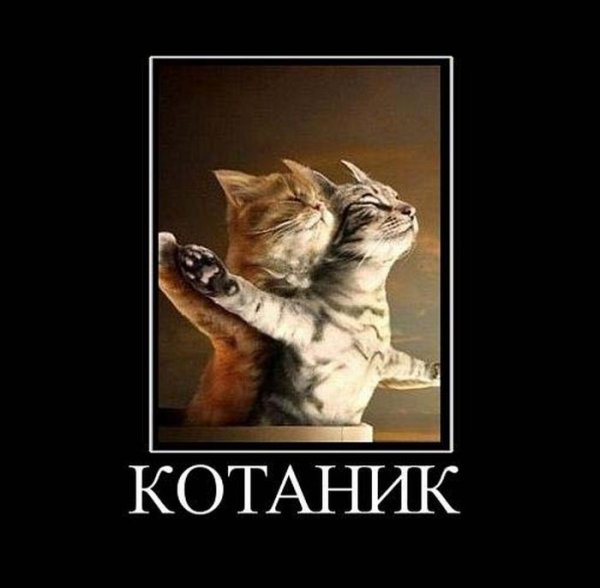 Коты демотиваторы приколы