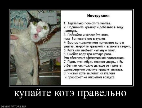 Как помыть кота прикол