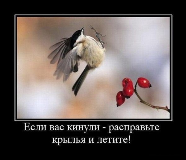 Фразы про Крылья