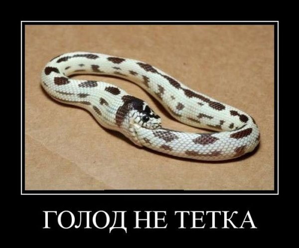 Змея демотиватор