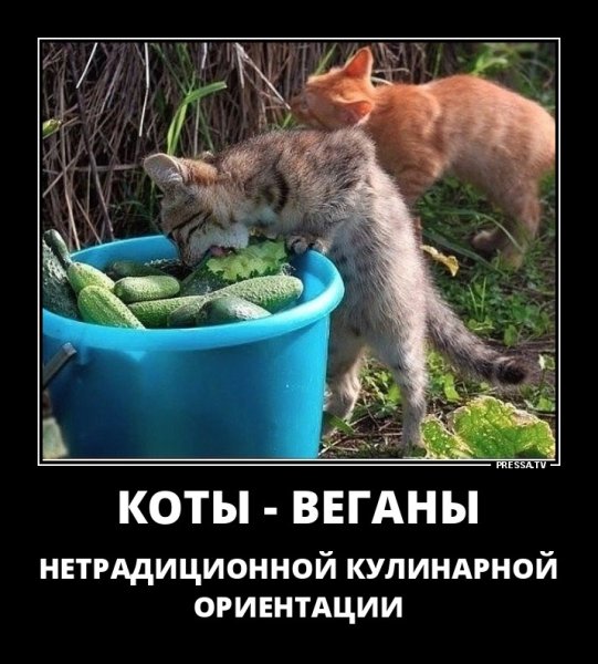 Демотиваторы смешные про животных