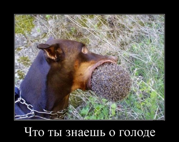 Демотиваторы приколы