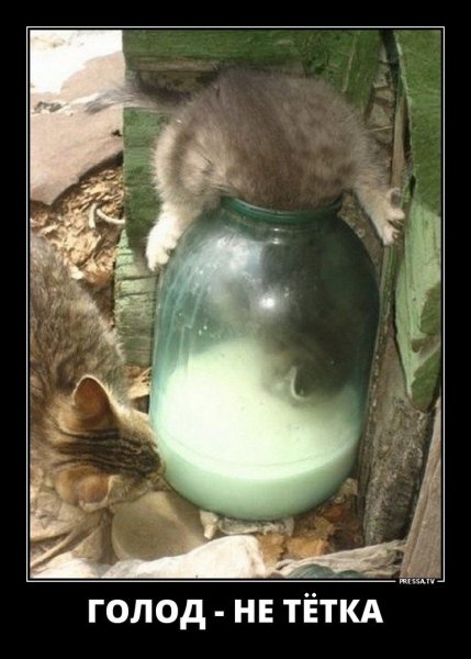 Кот с банкой на голове