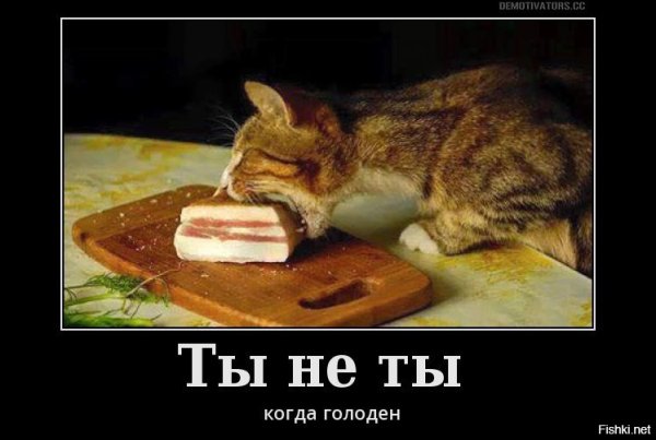 Голодный кот демотиватор