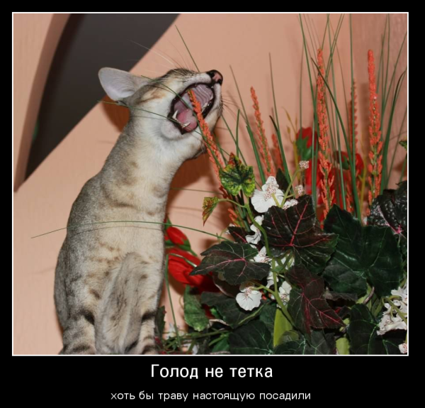 Голод не тетка смешные картинки